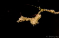   Lembeh Sea DragonLembeh Strait  